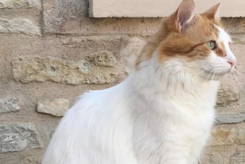 Vermisstmeldung Katze rassenmischung Männliche , 5 jahre Chaville Frankreich