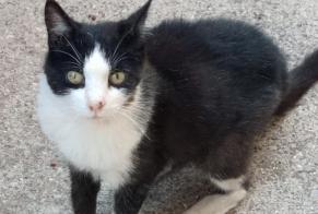 Vermisstmeldung Katze Weiblich , 16 jahre Sète Frankreich