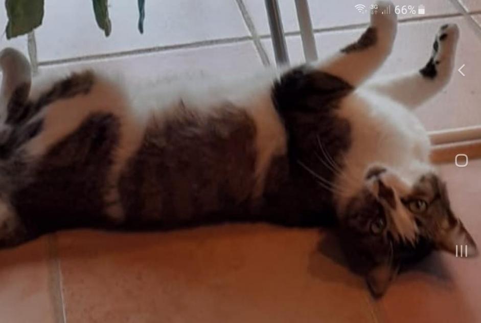 Vermisstmeldung Katze  Männliche , 4 jahre Pontchâteau Frankreich