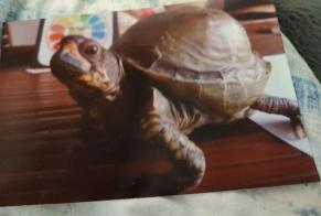 Vermisstmeldung Schildkröte Männliche , 2024 jahre Saint-Laurent-sur-Sèvre Frankreich