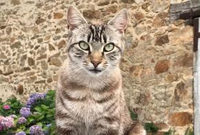 Vermisstmeldung Katze  Weiblich , 7 jahre Pageas Frankreich