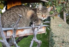 Vermisstmeldung Katze Männliche , 15 jahre Noble-Contrée Schweiz