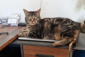 Vermisstmeldung Katze rassenmischung Weiblich , 5 jahre La Chaux-de-Fonds Schweiz