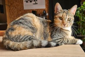 Vermisstmeldung Katze rassenmischung Weiblich , 1 jahre Le Pecq Frankreich