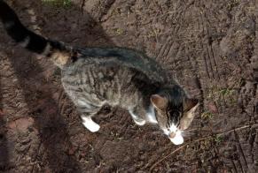 Vermisstmeldung Katze Männliche , 4 jahre Bonneville-la-Louvet Frankreich