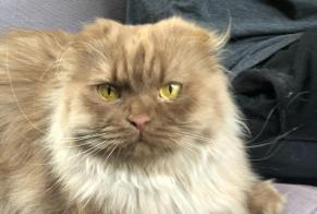 Vermisstmeldung Katze  Weiblich , 6 jahre Pully Schweiz