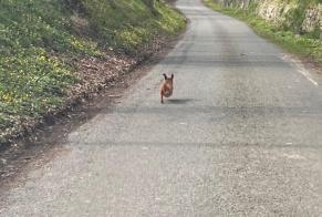 Fundmeldung Hund Unbekannt Fexhe-le-Haut-Clocher Belgien