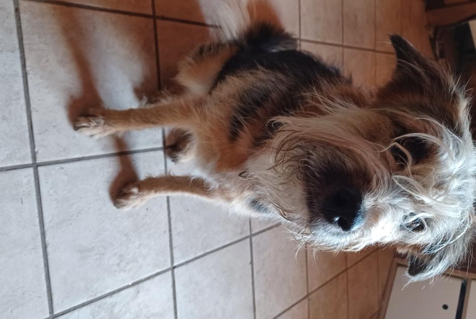 Vermisstmeldung Hund rassenmischung Weiblich , 55 jahre Ardon Schweiz
