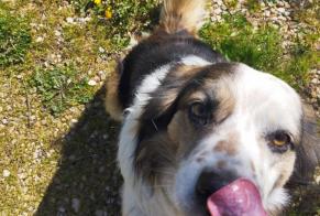 Vermisstmeldung Hund  Männliche , 10 jahre Champdôtre Frankreich
