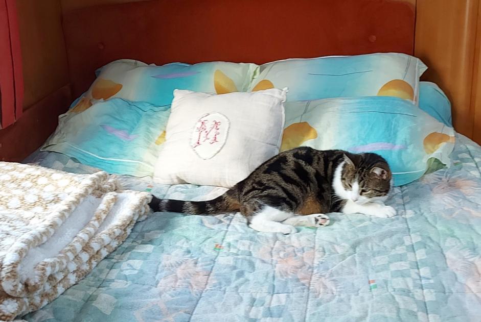 Vermisstmeldung Katze Männliche , 7 jahre Tinqueux Frankreich