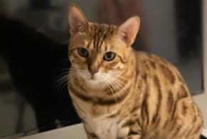 Vermisstmeldung Katze  Weiblich , 9 jahre Denia Spanien