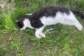 Fundmeldung Katze Unbekannt , 3 Jahre Gibloux Schweiz