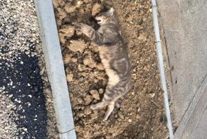 Fundmeldung Katze Unbekannt Pacy-sur-Eure Frankreich