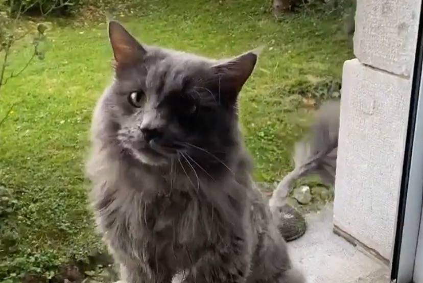 Fundmeldung Katze Männliche , 10 Jahre Lausanne Schweiz