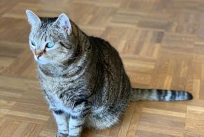 Vermisstmeldung Katze Weiblich , 9 jahre Aix-en-Provence Frankreich