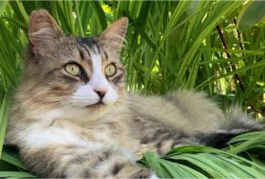 Vermisstmeldung Katze Männliche , 8 jahre Signy-Signets Frankreich