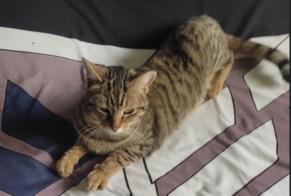 Vermisstmeldung Katze  Weiblich , 2 jahre Bourdeaux Frankreich