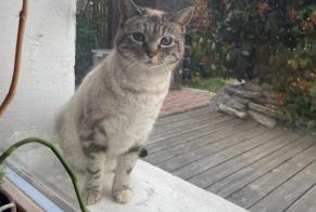 Fundmeldung Katze Unbekannt Champlan (Grimisuat Schweiz
