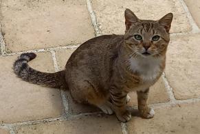 Fundmeldung Katze Unbekannt Saint-Yrieix-sur-Charente Frankreich