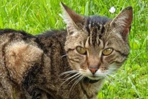 Fundmeldung Katze  Weiblich Blaisy-Bas Frankreich