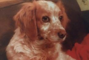 Disappearance alert Dog  Female , 11 years Montdragon France