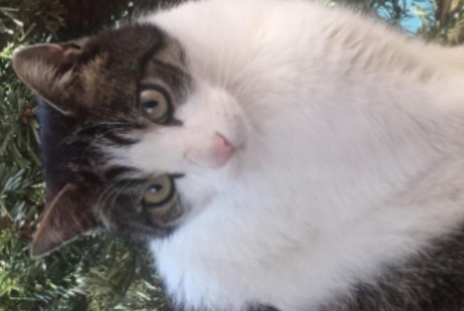 Disappearance alert Cat Male , 8 years Orbe Switzerland