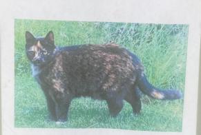 Disappearance alert Cat Female , 16 years Champéry Switzerland