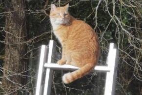 Disappearance alert Cat Female , 8 years Bayas France