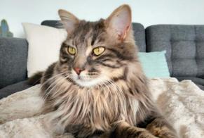 Disappearance alert Cat Male , 2 years Montilliez Switzerland
