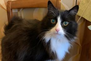 Disappearance alert Cat  Male , 15 years Lausanne Switzerland