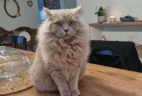 Disappearance alert Cat  Male , 4 years Mons Belgium