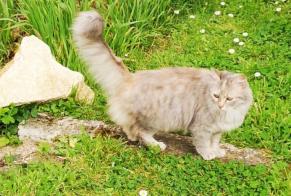 Discovery alert Cat Unknown Mosnac France