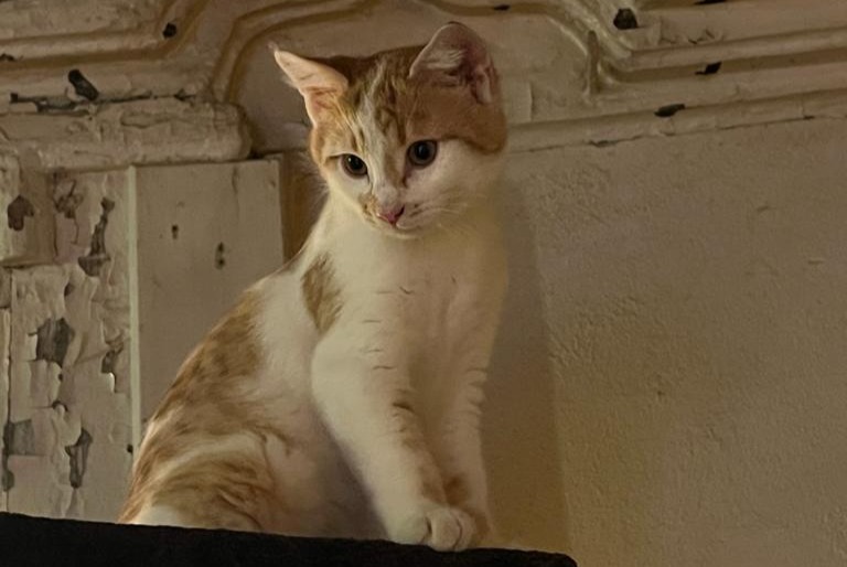 Disappearance alert Cat Male , 1 years Milvignes Switzerland