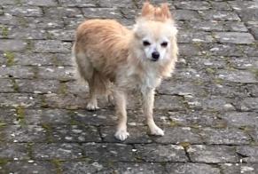 Discovery alert Dog Unknown Mons Belgium