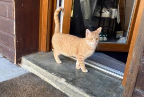 Disappearance alert Cat Male , 25 years La Cluse-et-Mijoux France