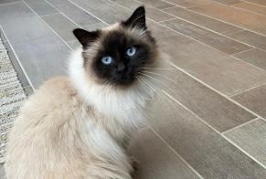 Disappearance alert Cat  Male , 4 years Grisy-Suisnes France