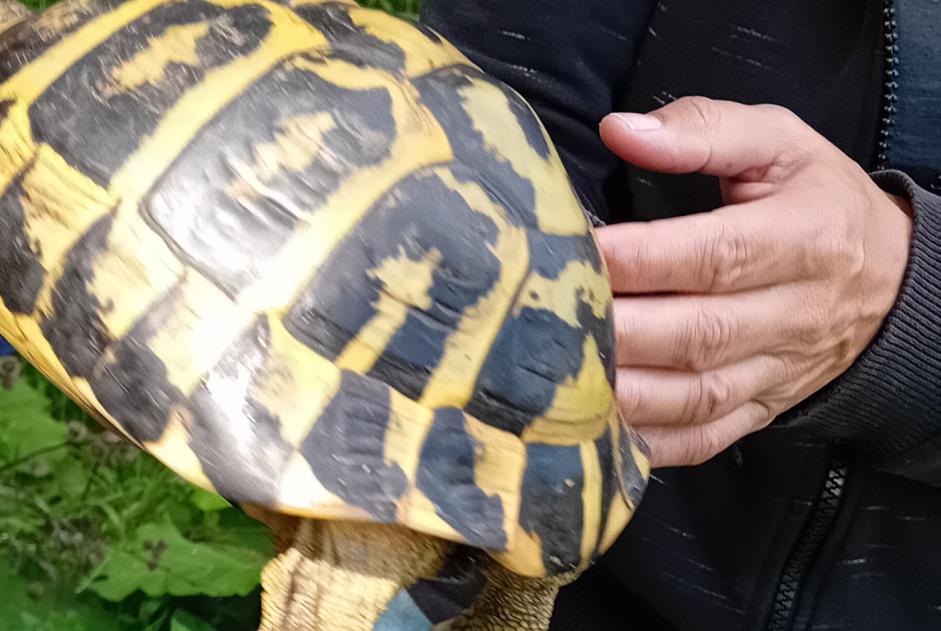 Discovery alert Tortoise Unknown Mougins France