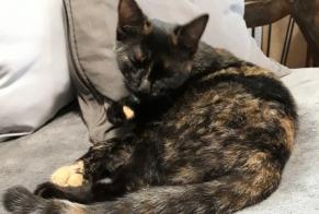 Disappearance alert Cat Female , 1 years Corps-Nuds France