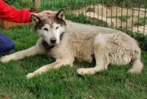 Disappearance alert Dog  Female , 13 years Junglinster Luxembourg