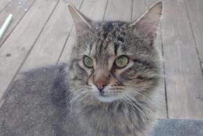Discovery alert Cat Male Follainville-Dennemont France