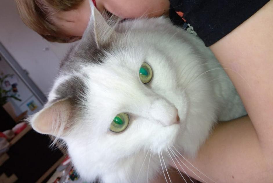 Disappearance alert Cat miscegenation Male , 9 years Belmont-d'Azergues France