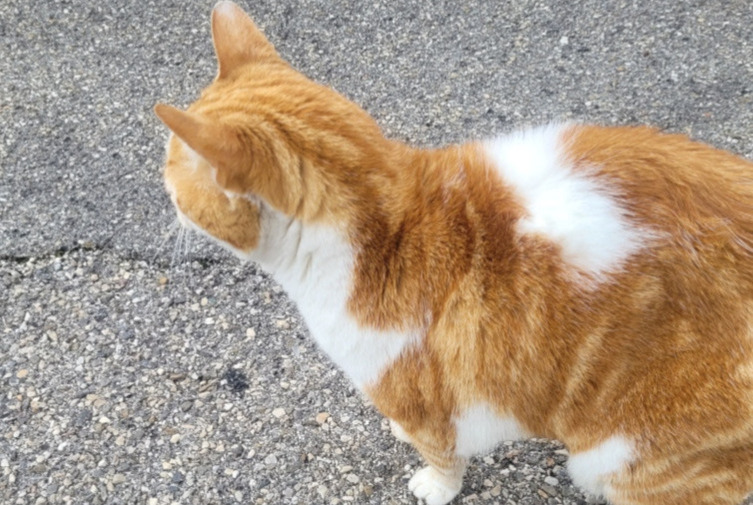Discovery alert Cat Male , 6 years Saint-Priest France