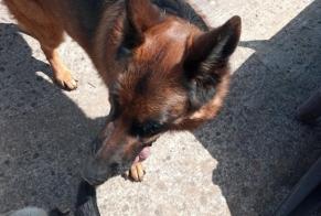 Discovery alert Dog  Male Exireuil France
