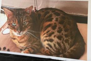 Disappearance alert Cat  Male , 16 years Cabestany France