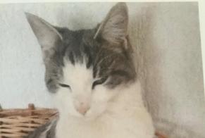 Disappearance alert Cat miscegenation Female , 1 years Cugy Switzerland