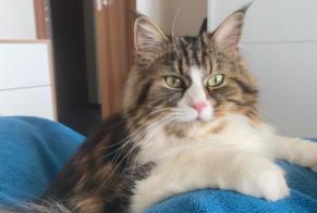 Disappearance alert Cat Female , 2 years Bourg-en-Lavaux Switzerland