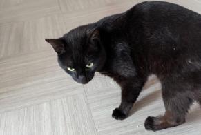 Discovery alert Cat miscegenation Male Louviers France