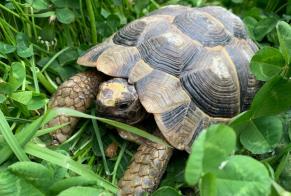 Disappearance alert Tortoise Female , 2024 years Grimisuat Switzerland