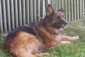 Disappearance alert Dog  Female , 11 years Payerne Switzerland