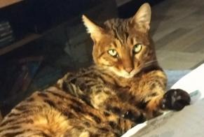 Disappearance alert Cat  Female , 5 years Villefranche-sur-Saône France